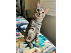 Adopt Scoob 4068 a Domestic Shorthair / Mixed cat in Vista, CA (38699342)
