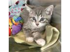 Adopt Barney Fife a Domestic Shorthair / Mixed cat in Rocky Mount, VA (38872010)