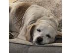 Adopt Marzipan a Beagle / Mixed dog in Rocky Mount, VA (38878281)