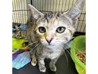 Adopt Tully a Domestic Shorthair / Mixed cat in Rocky Mount, VA (38734703)