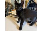 Adopt Remy a Domestic Shorthair / Mixed cat in Rocky Mount, VA (38760892)