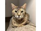 Adopt Lesley a Brown or Chocolate Domestic Shorthair / Mixed cat in New York