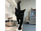 Adopt Bob a All Black Domestic Mediumhair / Mixed cat in Buffalo, WY (38898667)