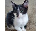 Adopt Alvin a Domestic Shorthair / Mixed cat in Pleasant Hill, CA (38898536)