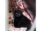 Adopt Pootie a Domestic Shorthair / Mixed cat in Rocky Mount, VA (38771942)