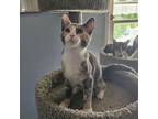 Adopt Daphne a Calico or Dilute Calico Domestic Shorthair / Mixed cat in