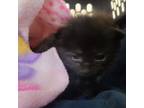 Adopt Mavis a All Black Domestic Longhair / Mixed cat in Concord, NC (38898379)