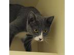 Adopt Truffle a Gray or Blue Domestic Shorthair / Mixed cat in Waynesboro