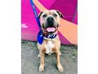 Adopt Junaluska a American Pit Bull Terrier / Mixed dog in Richmond