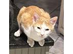 Adopt Crookshanks a White Domestic Mediumhair / Mixed cat in Helena