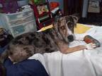 Adopt Liberty (Libby) a Brown/Chocolate - with Tan Catahoula Leopard Dog / Mixed