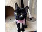 Adopt Posey a All Black Domestic Shorthair / Mixed cat in Inwood, WV (38898077)