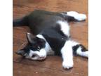 Adopt Merlin (MC) a Domestic Mediumhair / Mixed (medium coat) cat in Napa