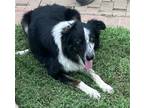 Adopt Atticus a Black - with White Border Collie / Mixed dog in Dana Point