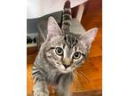 Adopt madelyn a Gray, Blue or Silver Tabby Domestic Shorthair / Mixed (short
