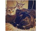 Adopt barn kitties a Brown Tabby Domestic Shorthair / Mixed (short coat) cat in