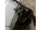 Adopt Mrs. Patmore a Tortoiseshell Domestic Shorthair / Mixed (short coat) cat