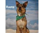 Adopt Rasta a Catahoula Leopard Dog / Mixed dog in Yuma, AZ (38877012)