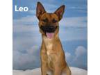 Adopt Leo a Tan/Yellow/Fawn German Shepherd Dog / Mixed dog in Yuma
