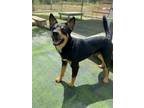 Adopt Houston a Black - with Tan, Yellow or Fawn Australian Kelpie / Mixed dog