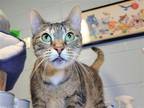 Adopt Skylar a Domestic Shorthair / Mixed cat in Millersville, MD (38896575)
