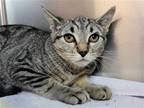 Adopt Wren a Domestic Shorthair / Mixed cat in Millersville, MD (38896573)