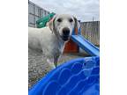 Adopt Chloe a White Border Collie / Husky / Mixed dog in Wasilla, AK (38896326)