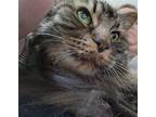 Adopt Meeko a Brown Tabby Domestic Longhair / Mixed (long coat) cat in Berkeley
