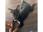 Adopt Monty a Mixed Breed (Medium) / Mixed dog in Rancho Santa Fe, CA (38891499)