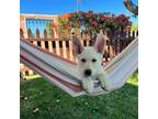 Adopt Clarence a Mixed Breed (Medium) / Mixed dog in Rancho Santa Fe