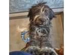 Adopt Sassy a Mixed Breed (Medium) / Mixed dog in Rancho Santa Fe, CA (38891494)