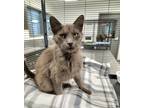 Adopt ASH a Gray or Blue Domestic Longhair / Mixed (long coat) cat in Mt.