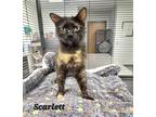 Adopt SCARLETT a Domestic Mediumhair / Mixed cat in Mt. Carmel, IL (38892700)