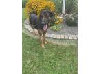 Adopt BRONX a Black - with Tan, Yellow or Fawn German Shepherd Dog / Mixed dog