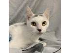 Adopt Olive Oyl a White Domestic Shorthair / Mixed cat in Lyndhurst