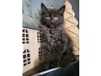 Adopt Pansey a All Black Domestic Mediumhair / Mixed (medium coat) cat in