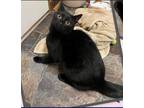Adopt Raven a Domestic Shorthair / Mixed cat in Jacksonville, NC (38879850)