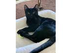 Adopt Scotty a All Black Domestic Shorthair / Mixed (short coat) cat in Phoenix
