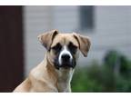 Adopt Lally a Tricolor (Tan/Brown & Black & White) German Shepherd Dog / Boxer /