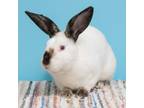 Adopt MapQuest a Other/Unknown / Mixed rabbit in Richmond, CA (38703028)