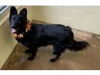 Adopt Arwin a German Shepherd Dog / Cardigan Welsh Corgi / Mixed dog in