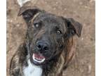Adopt Astro a Brindle - with White Mountain Cur / Plott Hound / Mixed dog in
