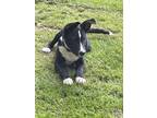 Adopt Petunia a Black - with White Terrier (Unknown Type