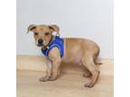 Adopt Norbert D13595 a Tan/Yellow/Fawn Terrier (Unknown Type