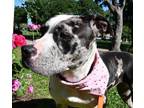 Adopt Rose a Girl's Girl a Pit Bull Terrier, Catahoula Leopard Dog