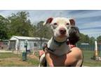 Adopt Pinky Winky tiny girl a Pit Bull Terrier