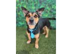 Adopt Bullvi a Black - with Tan, Yellow or Fawn Corgi / Mixed dog in Phoenix