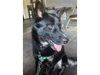 Adopt OTTER a Black - with Gray or Silver German Shepherd Dog / Cattle Dog /