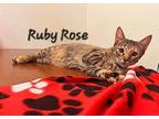 Adopt Ruby Rose #soaks-up-love a Brown Tabby Domestic Shorthair / Mixed (short