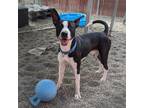 Adopt Archie (mcas) a American Pit Bull Terrier / Mixed dog in Troutdale